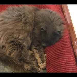 Meet your Posher, Ann